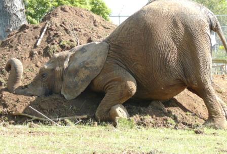 Jumbo retires at Franklin Zoo